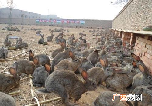 宠物兔养殖的现状及前景 獭兔养殖效益怎么样