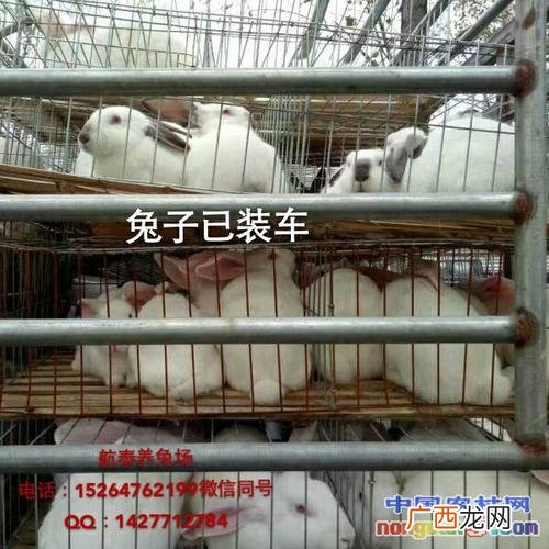 宠物兔养殖的现状及前景 獭兔养殖效益怎么样