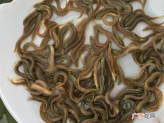 台湾泥鳅价格行情 台湾大泥鳅的养殖技术