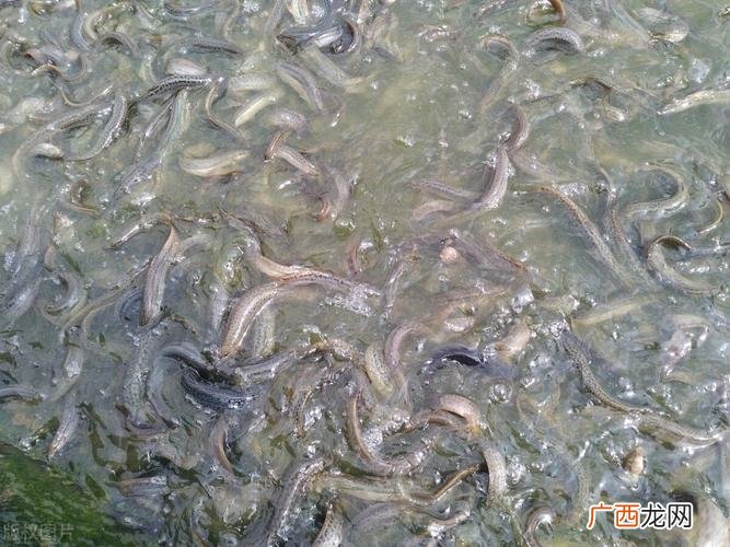 台湾泥鳅价格行情 台湾大泥鳅的养殖技术