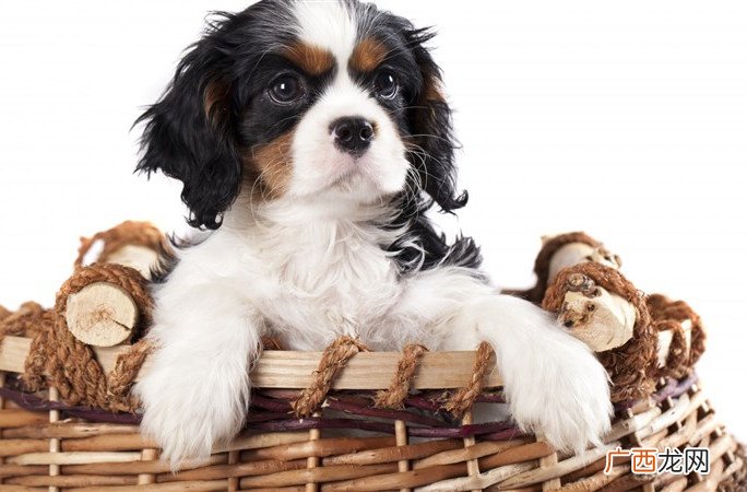 古代人怎么治狂犬病古代没有狂犬病疫苗为什么还养狗