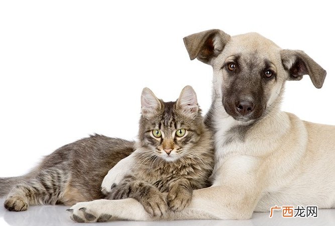 古代人怎么治狂犬病古代没有狂犬病疫苗为什么还养狗