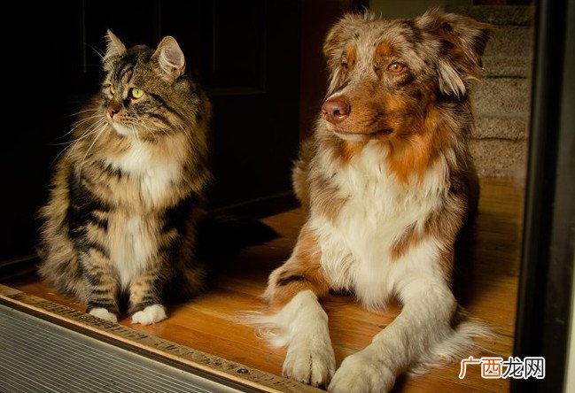 古代人怎么治狂犬病古代没有狂犬病疫苗为什么还养狗