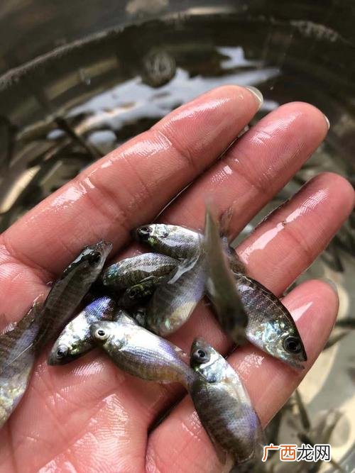 太阳鱼在家怎么养 太阳鱼养殖效益