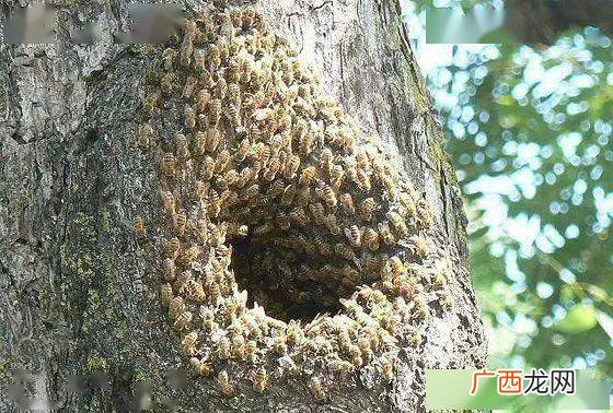 蜜蜂半活框半土养模式 土蜂的活框养殖法