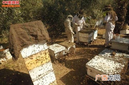 蜜蜂半活框半土养模式 土蜂的活框养殖法