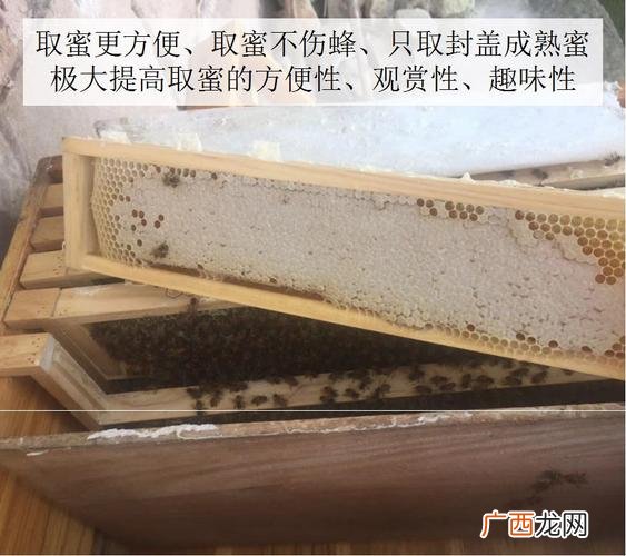 中蜂活框土养不用巢础方法 土蜂活框养殖优势
