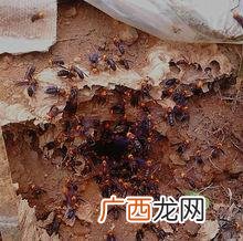 土蜂养殖 土蜂怎么养殖