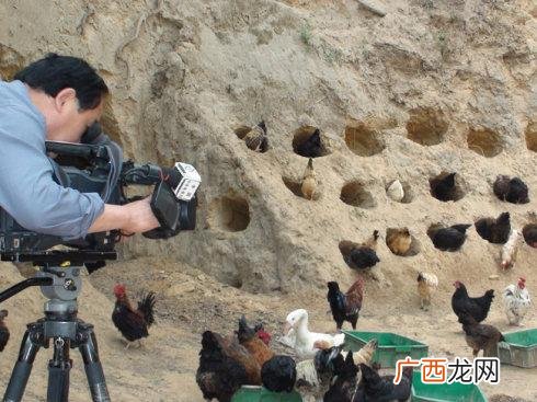 致富经养笨鸡视频 土鸡养殖致富经视频
