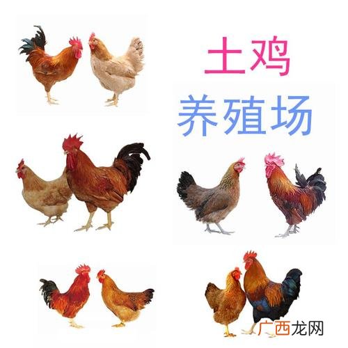 致富经养笨鸡视频 土鸡养殖致富经视频