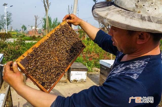 土蜜蜂养殖和管理技术 土蜜蜂的养殖方法