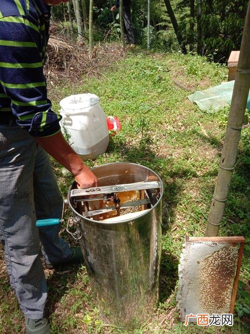 土蜜蜂养殖和管理技术 土蜜蜂的养殖方法