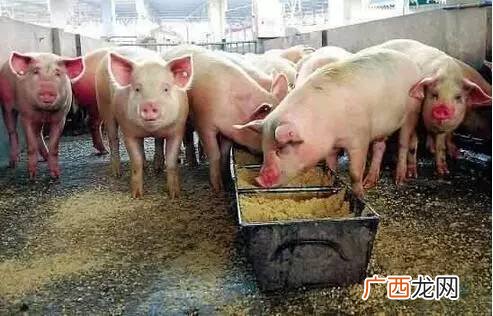 土塘角鱼养殖视频播放 土塘鲺养殖赚钱吗视频