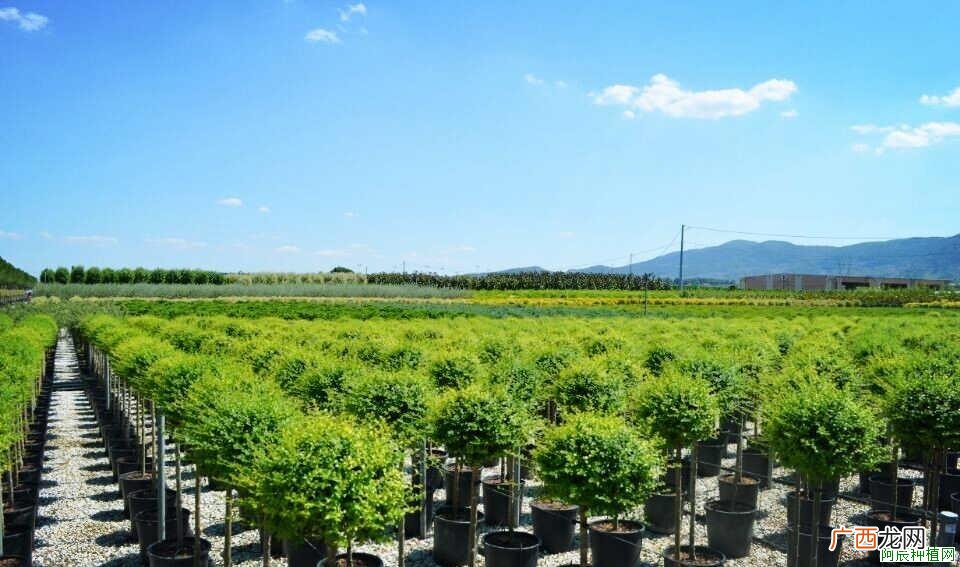 石榴麻皮病的病因是什么？怎么防治石榴麻皮病？