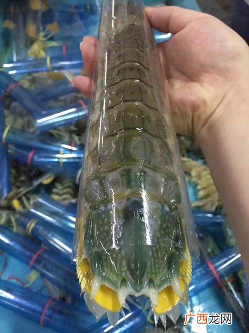 冬天虾爬子不好养 虾爬子养殖的吗