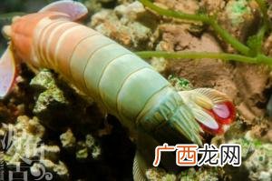 冬天虾爬子不好养 虾爬子养殖的吗