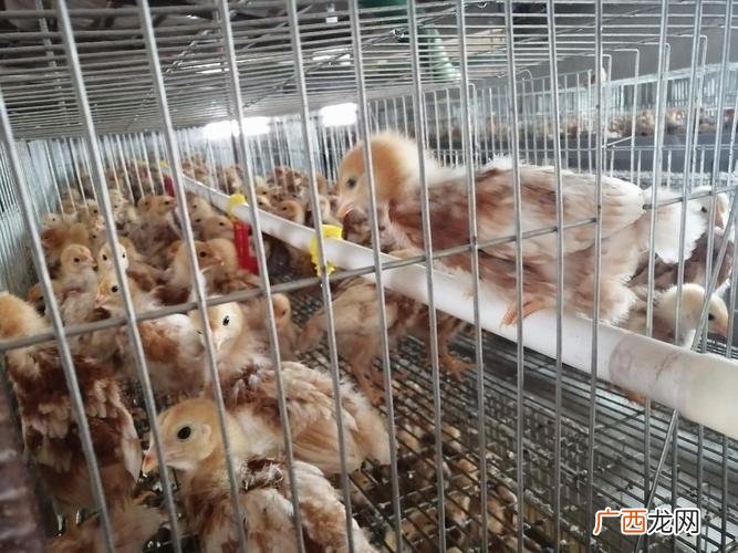 致富经养鸡视频大全 小鸡养殖致富经视频