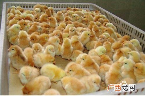 致富经养鸡视频大全 小鸡养殖致富经视频