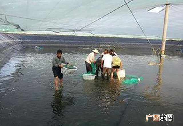 养虾ph值多少正常 小龙虾养殖塘的ph值