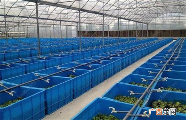 养虾ph值多少正常 小龙虾养殖塘的ph值