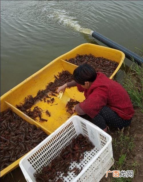 养虾ph值多少正常 小龙虾养殖塘的ph值
