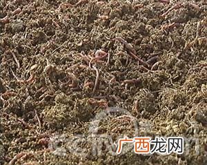 培养蛆虫养鸡 养殖苍蛆蚯蚓喂鸡