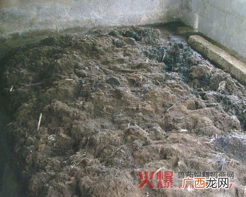培养蛆虫养鸡 养殖苍蛆蚯蚓喂鸡