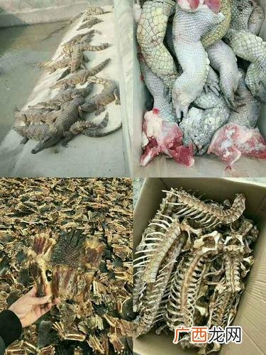 鳄鱼养殖场 养殖场的鳄鱼什么品种