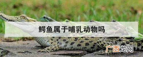 鳄鱼养殖场 养殖场的鳄鱼什么品种
