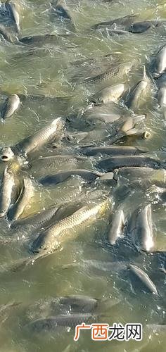 鱼缸水肥了怎样处理 养殖池 水很肥怎么办