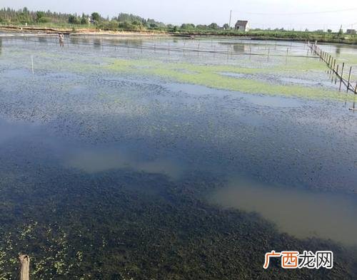 鱼缸水肥了怎样处理 养殖池 水很肥怎么办