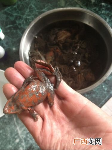 人工养殖的青蛙可以吃吗 养殖的青蛙可以吃吗
