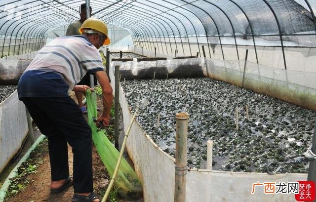 人工养殖的青蛙可以吃吗 养殖的青蛙可以吃吗