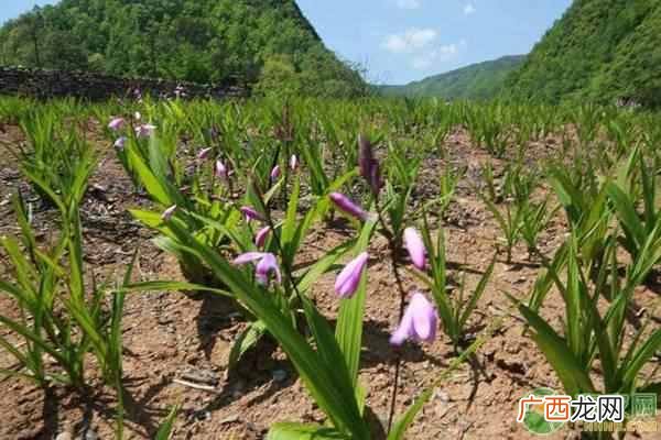 农村种什么赚钱最稳定（这4种比较有前景也最赚