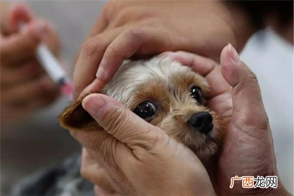 狂犬病发病症状狂犬病发病还有救吗