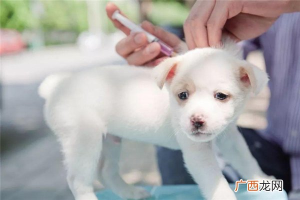 狂犬病发病症状狂犬病发病还有救吗