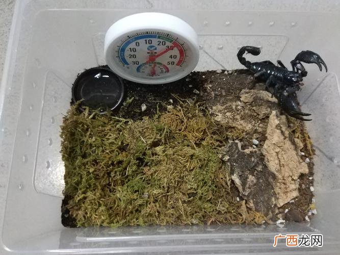 雨林蝎好养吗 雨林蝎怎么养殖