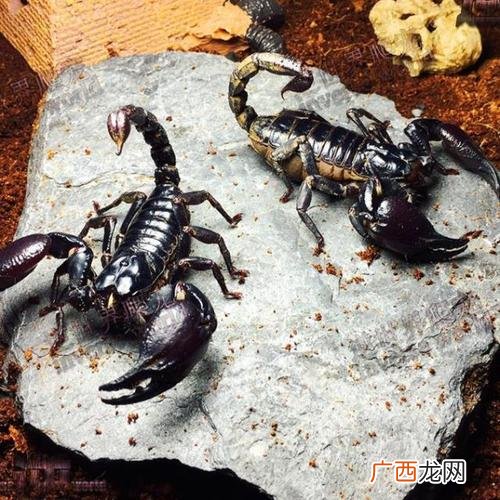 雨林蝎好养吗 雨林蝎怎么养殖
