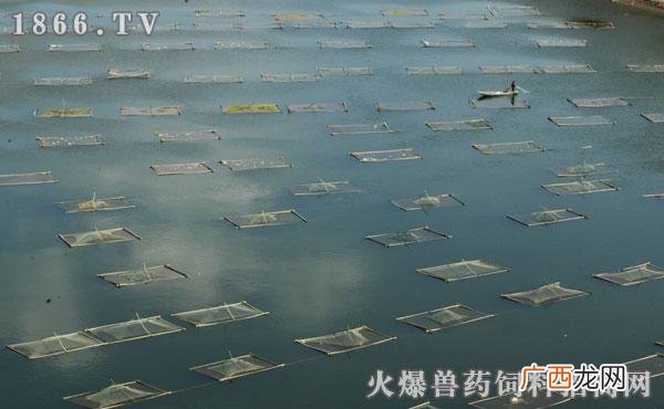 养鱼网箱 怎么养殖网箱鱼