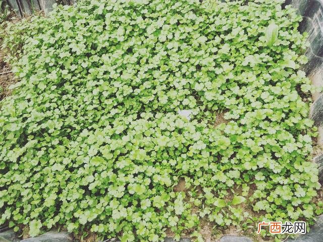 夏季种植哪些蔬菜 八月份适合种植什么农作物