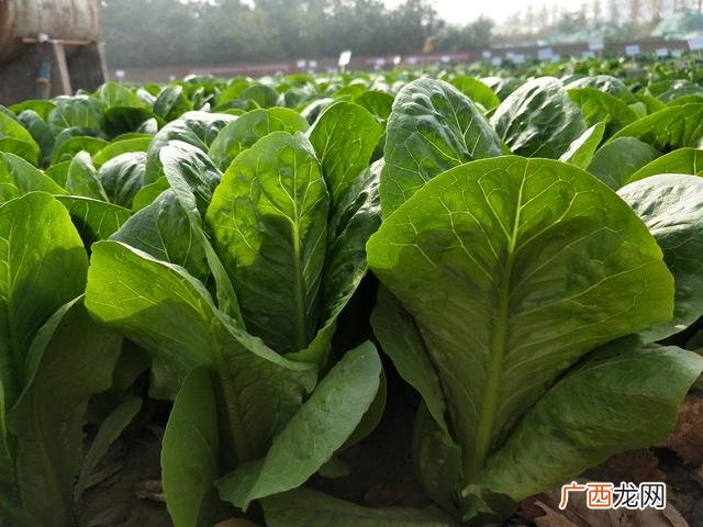 夏季种植哪些蔬菜 八月份适合种植什么农作物