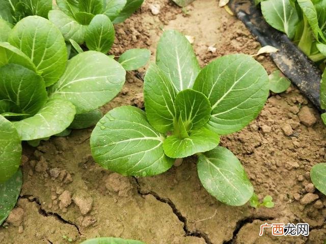 夏季种植哪些蔬菜 八月份适合种植什么农作物