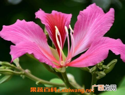 紫荆花的养殖方法 紫荆花的栽培与养护管理