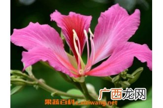 紫荆花的养殖方法 紫荆花的栽培与养护管理
