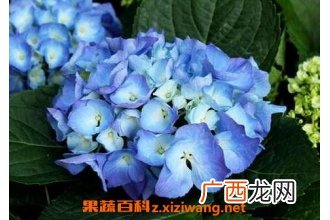 紫阳花怎么养 紫阳花养殖方法技巧