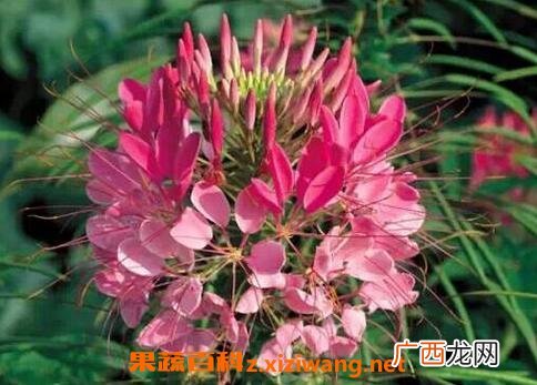 醉蝶花图片 醉蝶花的养殖方法