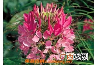 醉蝶花图片 醉蝶花的养殖方法