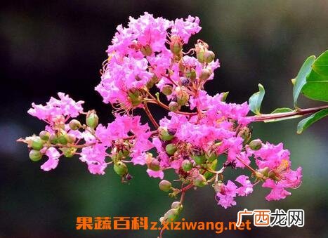 紫薇花冬天怎么养 紫薇花的养殖方法和注意事项