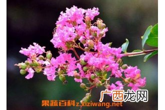 紫薇花冬天怎么养 紫薇花的养殖方法和注意事项