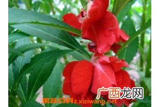指甲花的功效与作用 指甲花的药用价值